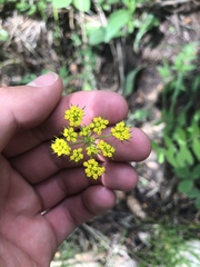Pseudocymopterus