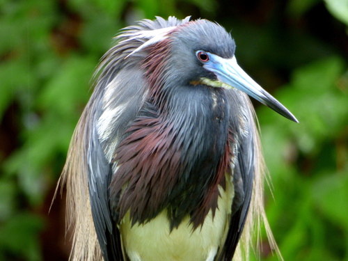Tricolored Heron