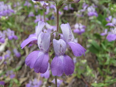 Collinsia concolor
