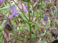Collinsia concolor