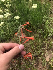 Ipomopsis aggregata aggregata