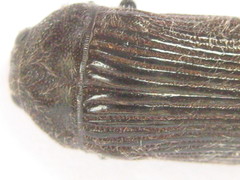 Acmaeodera albovillosa