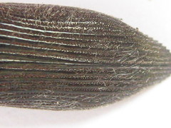 Acmaeodera albovillosa