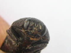 Acmaeodera albovillosa