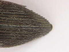 Acmaeodera albovillosa