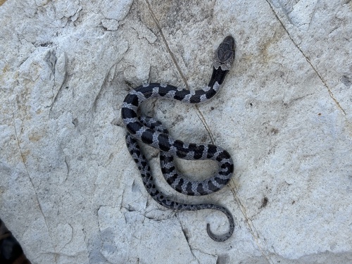 Photo of a Rio Verde Nightsnake (Hypsiglena tanzeri)
