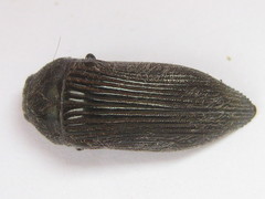 Acmaeodera albovillosa