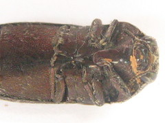 Acmaeodera albovillosa