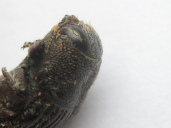 Acmaeodera albovillosa