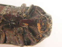Acmaeodera albovillosa