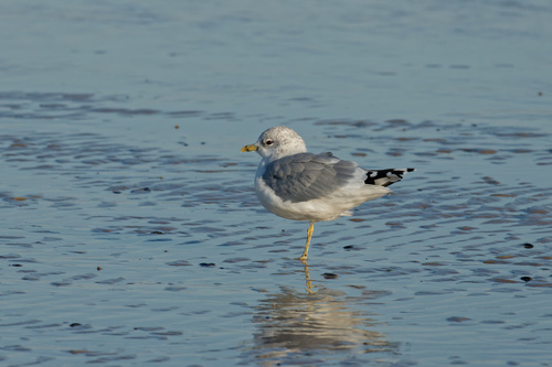 Gaviota cana (Larus canus)