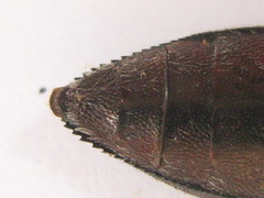 Acmaeodera albovillosa