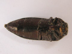 Acmaeodera albovillosa