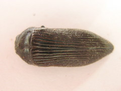 Acmaeodera albovillosa