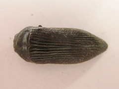 Acmaeodera albovillosa