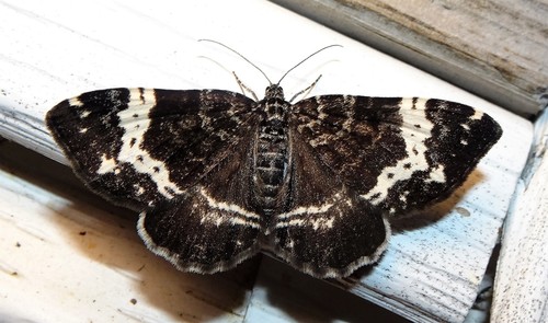Spear-marked Black Moth