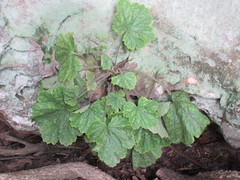 Heuchera missouriensis