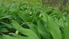 Allium microdictyon