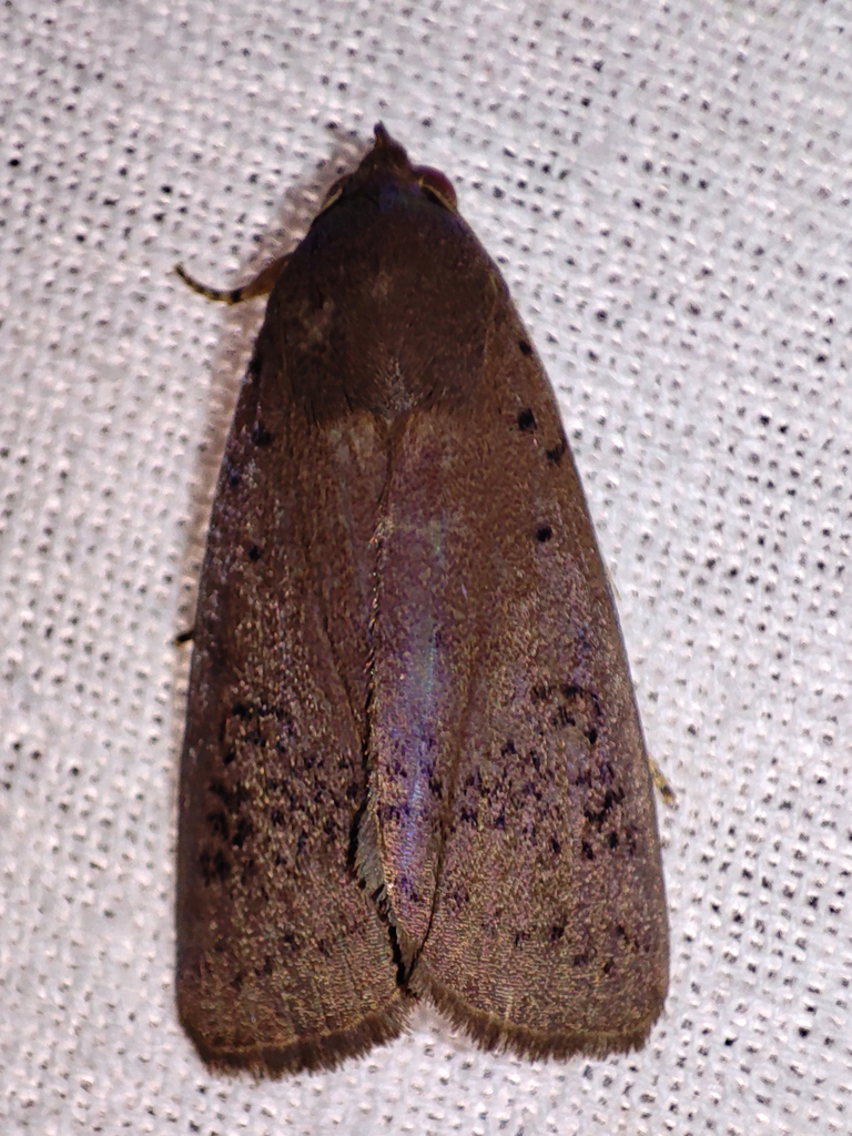 Pantydia metaphaea from 48GJ+G8X, Veliyathunadu, Kerala 683102, India ...