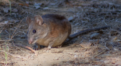 Neotoma fuscipes annectens