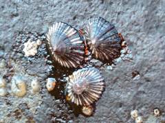 Siphonaria propria