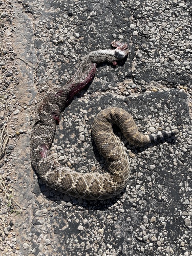 Western Diamond-backed Rattlesnake