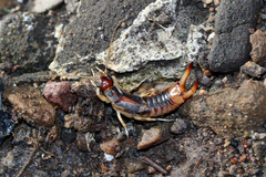 Labidura riparia