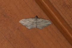 Costaconvexa polygrammata