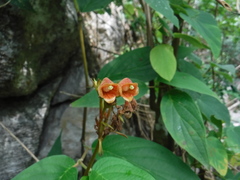 Rhytidophyllum bicolor