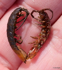 Pentidotea montereyensis