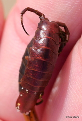 Pentidotea montereyensis