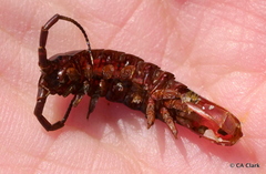 Pentidotea montereyensis