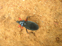 Phonergates bicoloripes