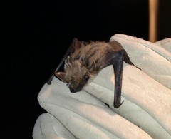 Parastrellus hesperus