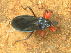 Phonergates bicoloripes
