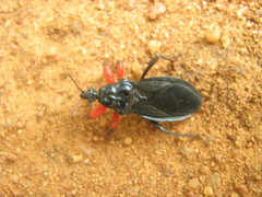 Phonergates bicoloripes