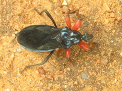 Phonergates bicoloripes