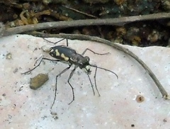 Cicindela hydrophoba