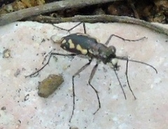 Cicindela hydrophoba