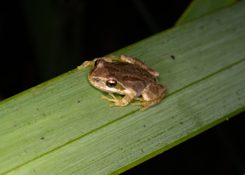 iNaturalist observation photo of Pacific chorus frog