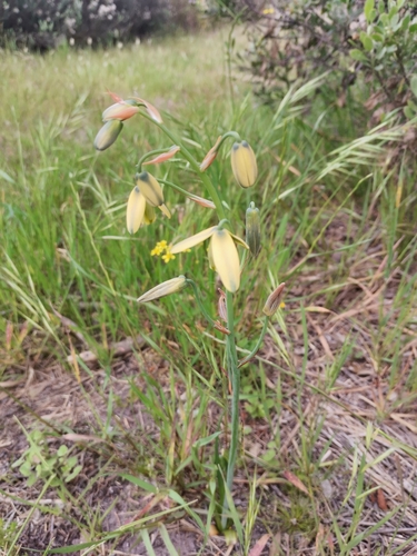 Image of Albuca cooperi by (c) Meickhe Fortuin, some rights reserved (CC BY)