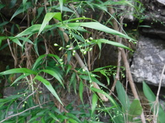 Arthrostylidium