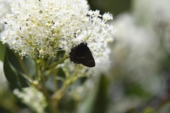 Callophrys spinetorum