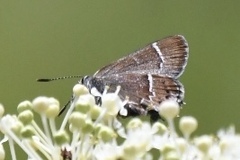 Callophrys spinetorum