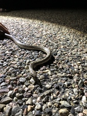 Arizona elegans elegans