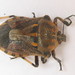 Afrius yolofus - Photo (c) Botswanabugs, algunos derechos reservados (CC BY-NC), subido por Botswanabugs