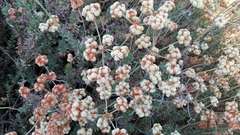 Eriogonum fasciculatum foliolosum