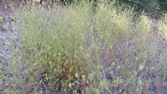 Cordylanthus rigidus setigerus