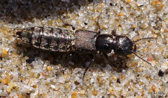 Cafius canescens