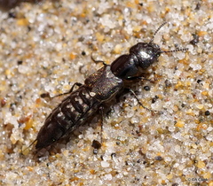 Cafius canescens